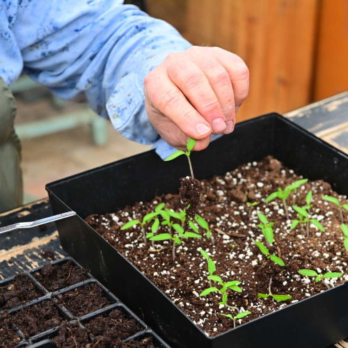 omprikling tomatplante