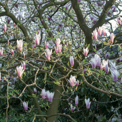 Magnolia