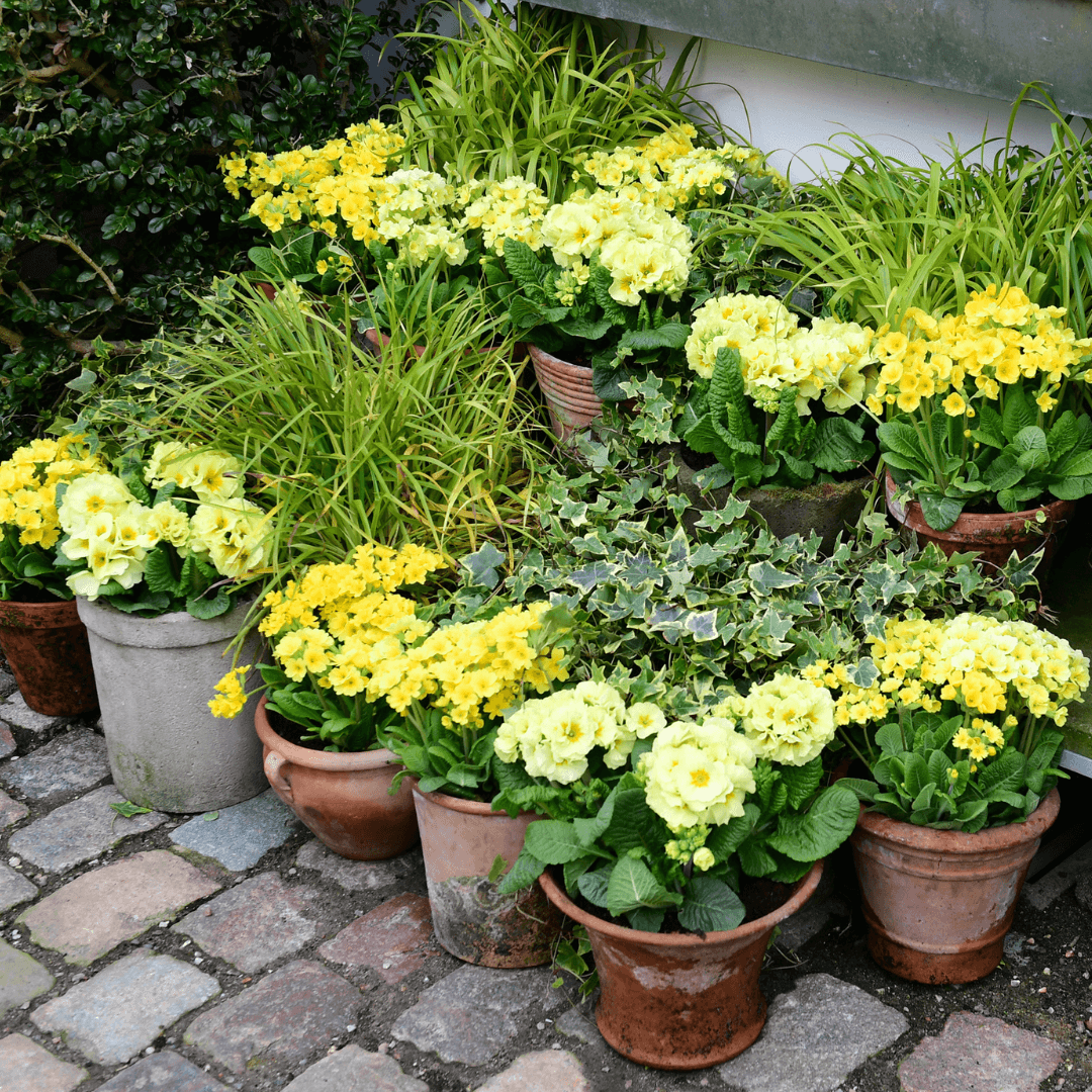 For rsblomster I Krukker Claus Dalby For rsblomster I Krukker Claus Dalby