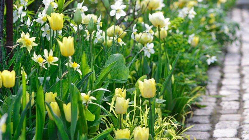 gule-tulipaner-claus-dalby gule-tulipaner-claus-dalby