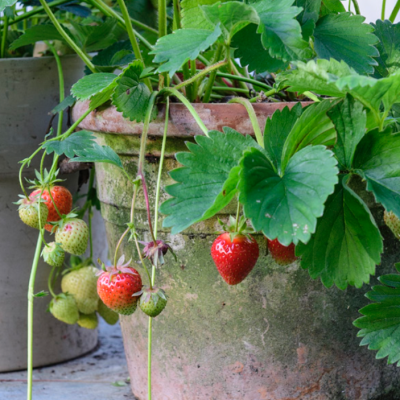 Jordbær i drivhus og krukker
