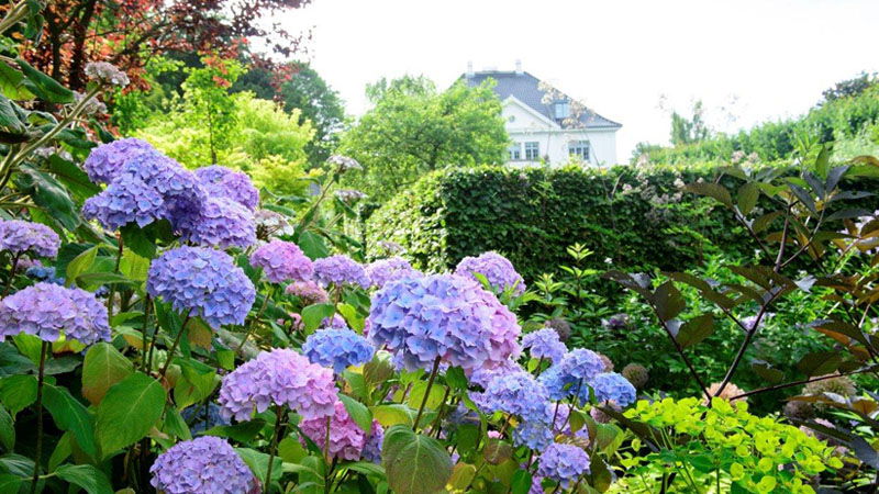 claus-dalby-skovhave-hortensia