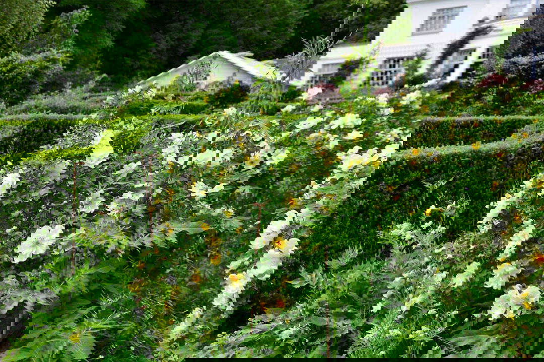 det-gule-bed-header-dalby