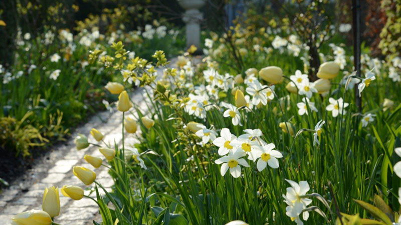 tulipaner-dalby-have
