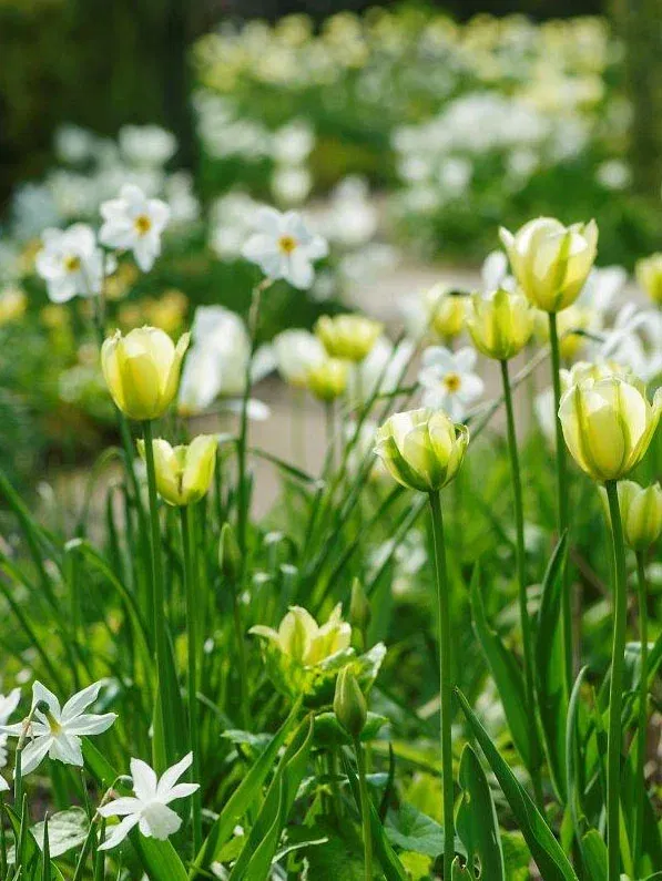 tulipaner_det-nederste-inderbed-dalby