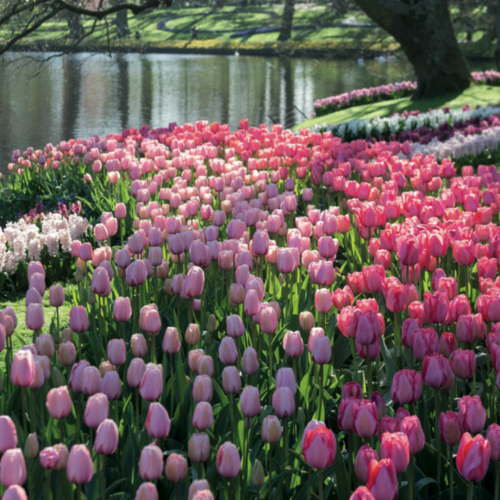 tulipaner i keukenhof