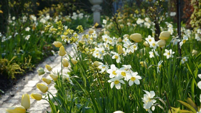 tulipaner-dalby-have tulipaner-dalby-have