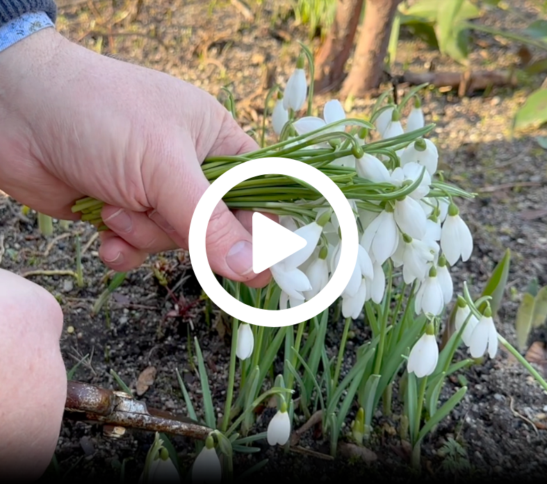 sådan får du flere vintergækker